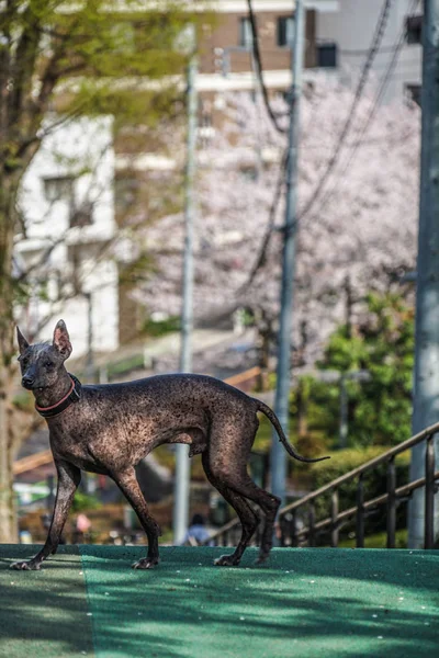 Image Italian Greyhound — Stock Photo, Image