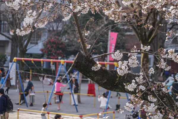 桜の木で遊ぶ子供たちと隅田川公園のスイング — ストック写真