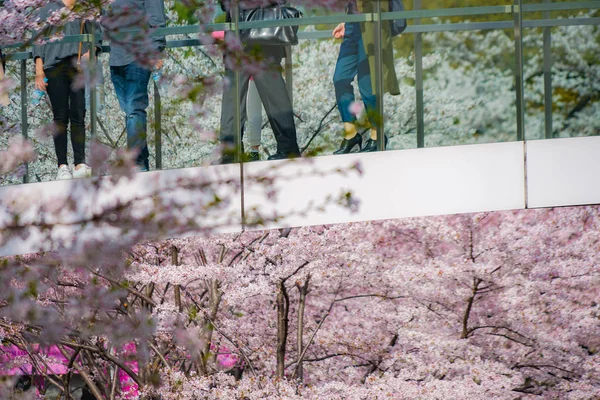 人们站在樱桃桥上 — 图库照片