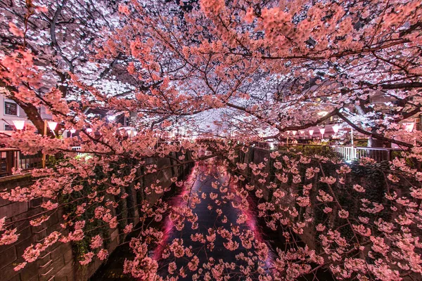 Άνθη Κερασιάς Του Ποταμού Meguro — Φωτογραφία Αρχείου