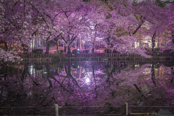 Цветение Сакуры Парке Инокасира — стоковое фото