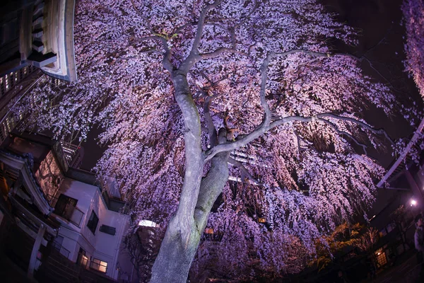 新宿摩天大楼和写字楼樱桃 — 图库照片