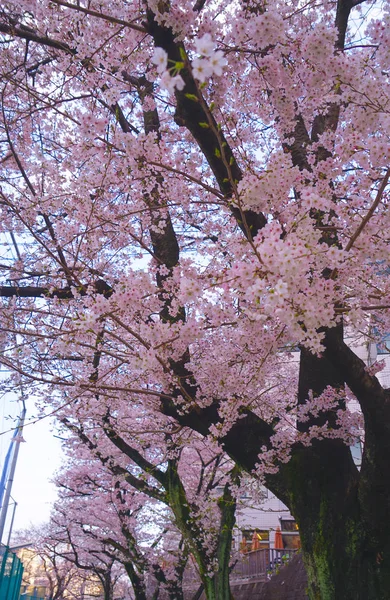 大马广场的樱桃图像 — 图库照片