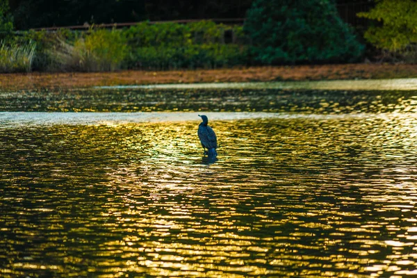 Heron Standing Twilight Inokashira Pond — Stock Photo, Image