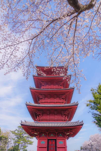 Full Blomning Körsbärsträdet Och Femvåningspagoden — Stockfoto