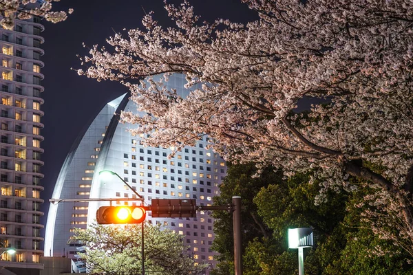 Yokohama Minato Mirai Going See Cherry Blossoms Night — Stockfoto