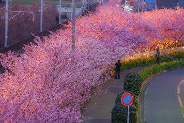 Kawazu kiraz ağacı ve Miurakaigan 'a tecavüz