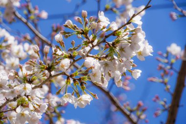 Tokyo Büyükşehir Komagome İstasyonu yakınlarında kiraz ağaçları