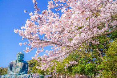 Kamakura 'nın Yüce Buda' sının Sakura 'sı.