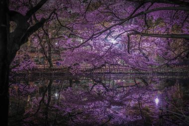 Inokashira Parkının kiraz çiçekleri