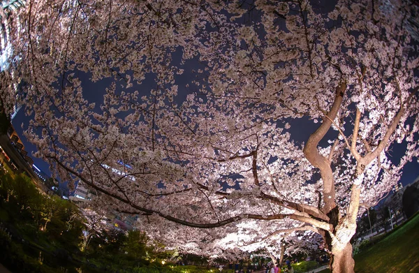 毛利庭園夜桜を見に行く — ストック写真