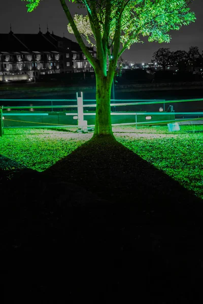 Silhouet Van Een Groene Boom — Stockfoto