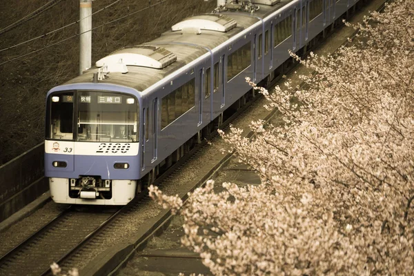Kawazu樱桃树和Keikyu系 Miurakaigan — 图库照片