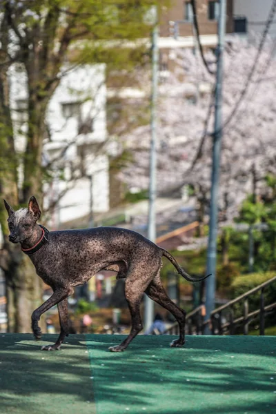 Imagen Del Galgo Italiano —  Fotos de Stock