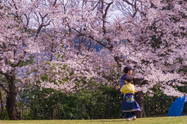 Flor Completa Cerezo Honmoku Cumbre Parque Yokohama —  Fotos de Stock