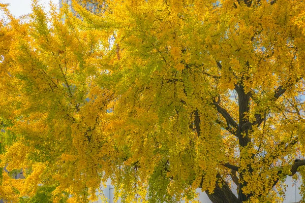 Yokohama Minato Mirai Ginkgo —  Fotos de Stock