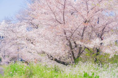 Futakotamagawa-Tama kiraz ağacı kaplı