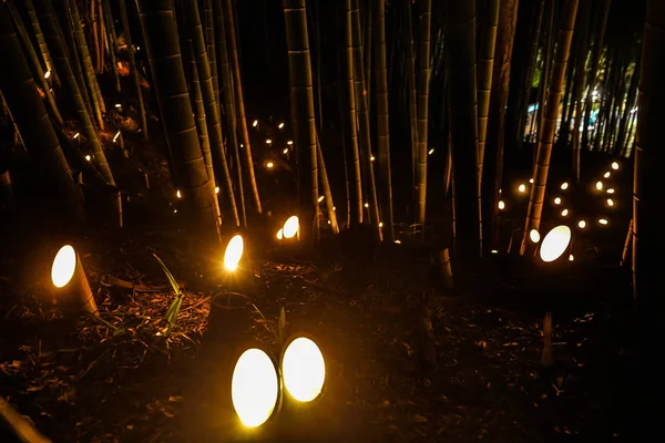 Malé Rozsvícení Bambusového Háje Malý Psací Stůl Zámecký Les Občanů — Stock fotografie