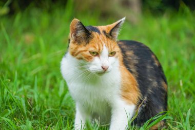Kaplumbağa kabuğu kedi bozkırda yuvalanmış.