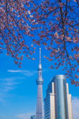 Tokyo Gökyüzü Ağacı ve Kiraz