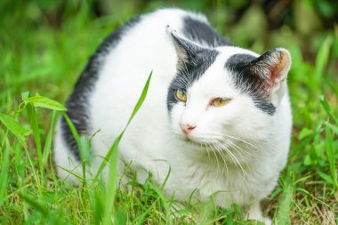 Otlakta duran siyah beyaz kedi