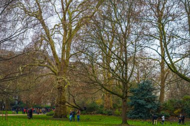 Kiraz çiçekleriyle dolu ve gece görüşünün Minato Mirai 'si