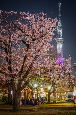 Gece manzarası ve Tokyo Gökyüzü Ağacı 'nda kiraz çiçeklerini görmeye gidiyorum.