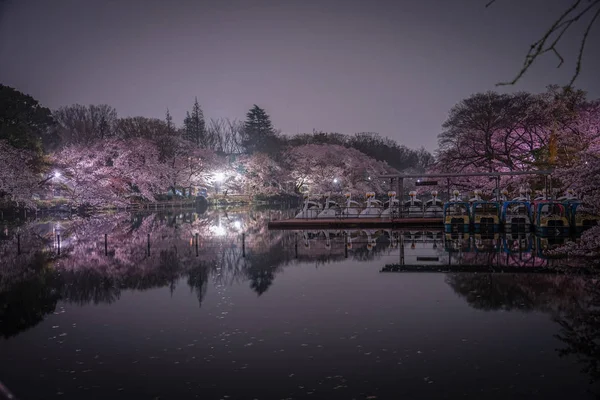 Цветение Вишни Утиная Лодка Парка Инокашира — стоковое фото