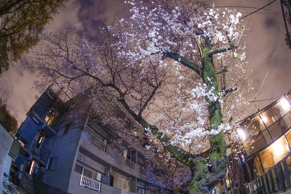 Cherry Blossoms Inokashira Park — ストック写真