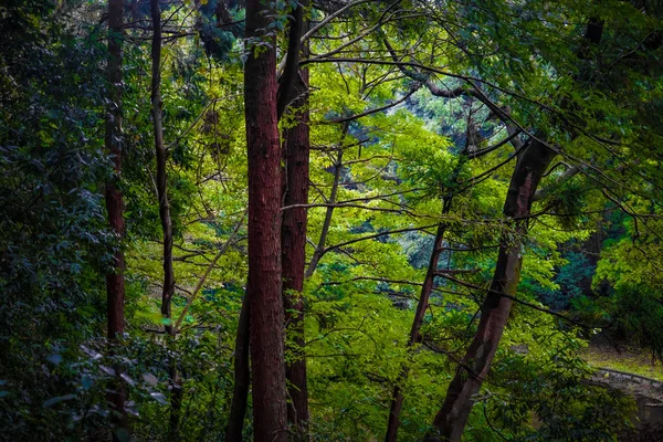 Obraz Lasu Parku Leśnego Yamato Shi Izumi — Zdjęcie stockowe
