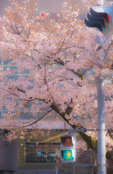 多摩プラザの桜と交通 — ストック写真