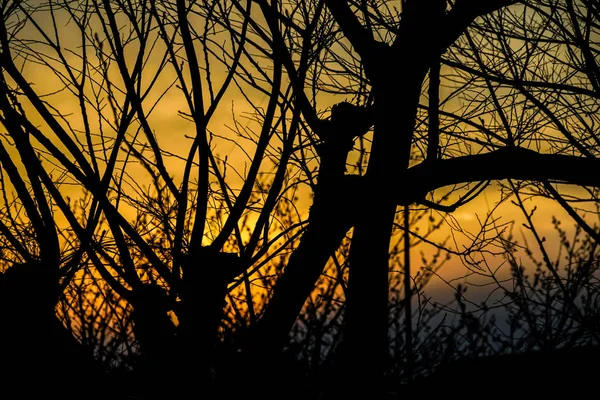 Crepúsculo Uma Árvore Silhueta — Fotografia de Stock