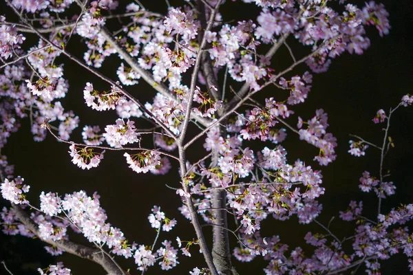 Wczesne Kwitnące Drzewo Wiśniowe Sakura Kawazu — Zdjęcie stockowe