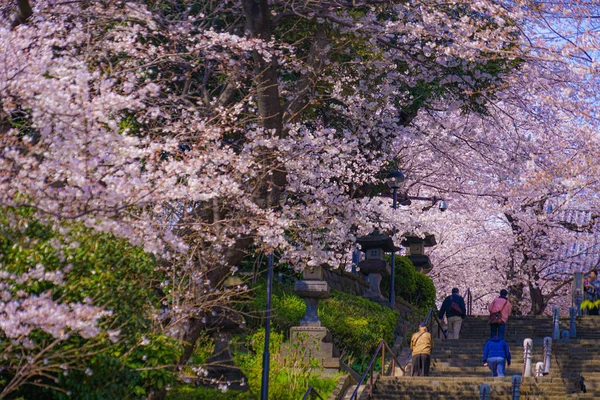 Вишні Дерева Цвіту Ікегамі Гонмонджі — стокове фото