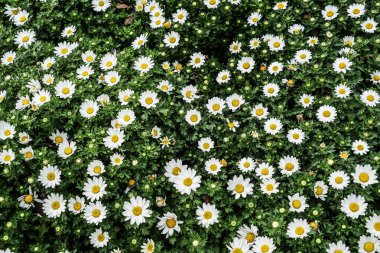 Papatya Papatya Papatyası Margaret