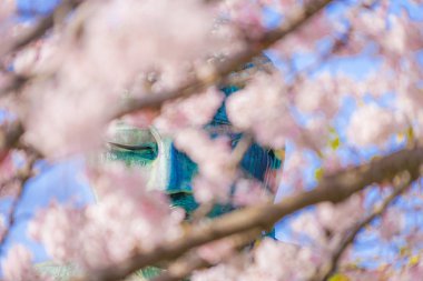 Kamakura 'nın Yüce Buda' sının Sakura 'sı.