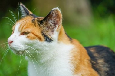 Kaplumbağa kabuğu kedi bozkırda yuvalanmış.