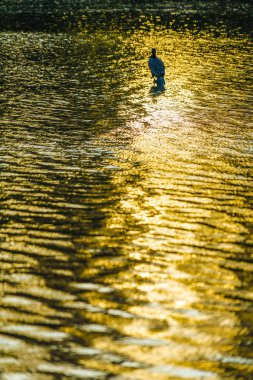 Balıkçıl, Inokashira gölünün alacakaranlığında duruyor.
