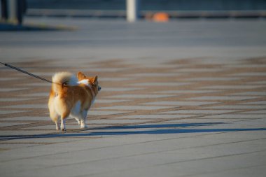 farklı hayvanlar, seçici odaklanma