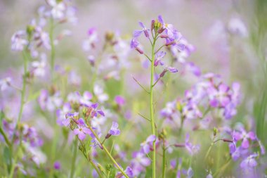 Bahar çiçeği bahçesi resmi