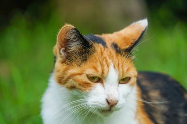 Kaplumbağa kabuğu kedi bozkırda yuvalanmış.