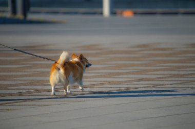 farklı hayvanlar, seçici odaklanma