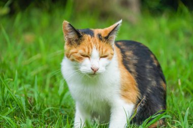 Kaplumbağa kabuğu kedi bozkırda yuvalanmış.