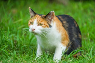 Kaplumbağa kabuğu kedi bozkırda yuvalanmış.