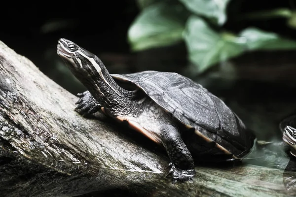 Image Floride Rouge Ventre Cooter — Photo