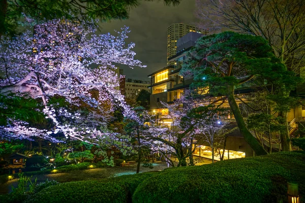 Bahar Japon Bahçesinin Resmi — Stok fotoğraf