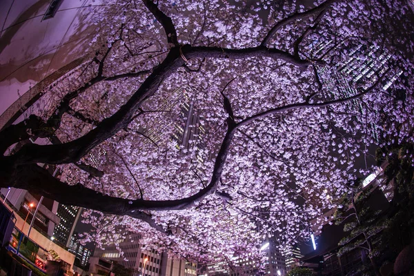 Ουρανοξύστες Του Shinjuku Και Κεράσι Εγγραφής — Φωτογραφία Αρχείου