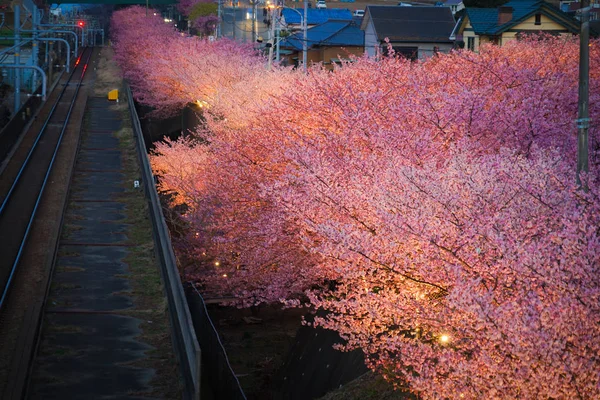 Miurakaigan的Sakura Kawazu — 图库照片