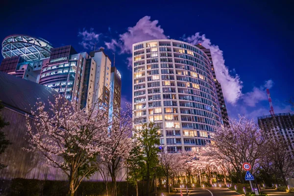 Akasaka Minato Tokyo Fiori Ciliegio Città — Foto Stock