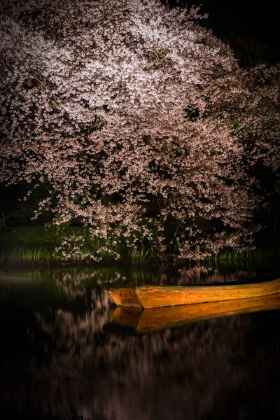 Aller Voir Des Fleurs Cerisier Nuit Sankei Garden — Photo